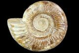 Large, Ammonite (Perisphinctes) Fossil - Jurassic #102523-1